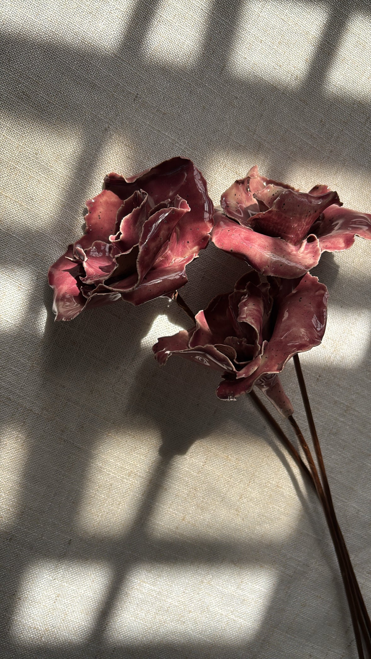 Rosas Magenta