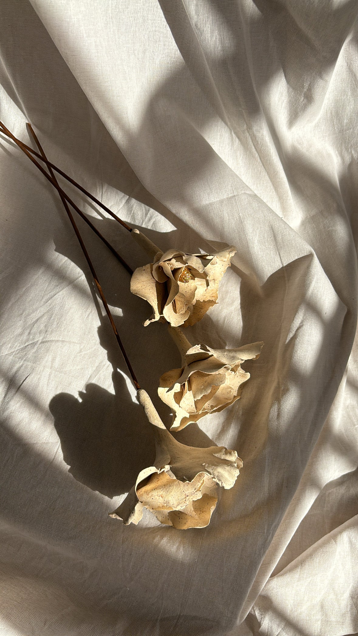 Flor Crema