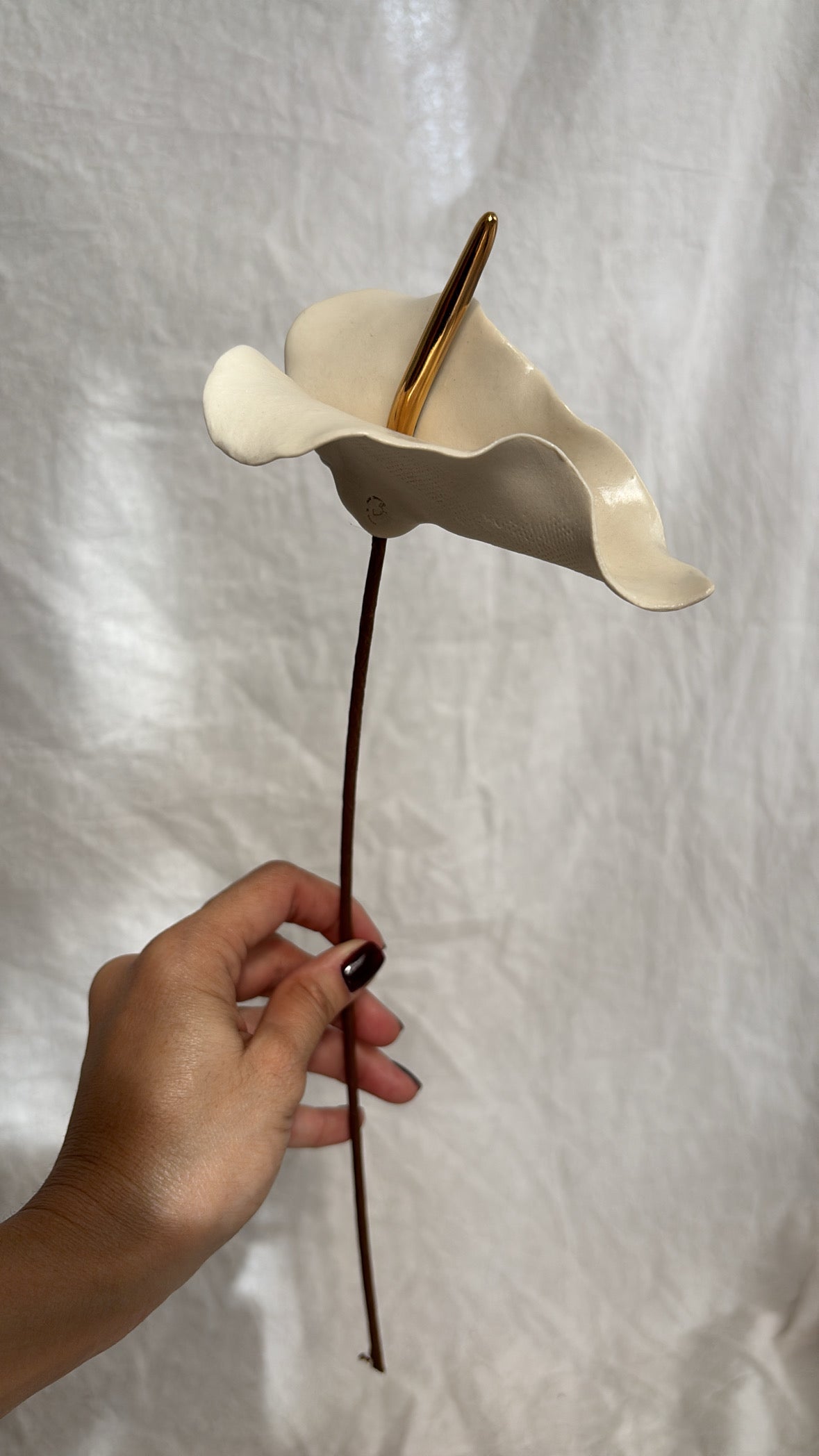 Anturio Blanco perlado
