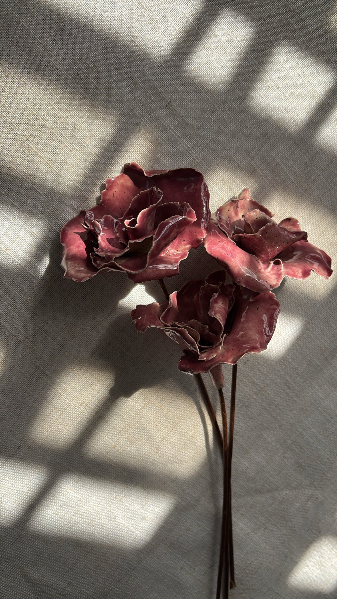 Rosas Magenta