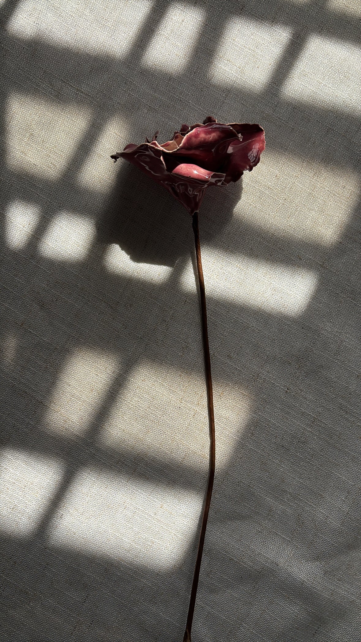 Rosas Magenta
