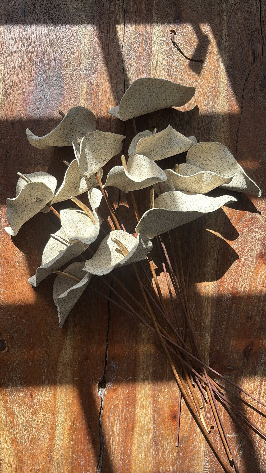 Baby Anthuriums