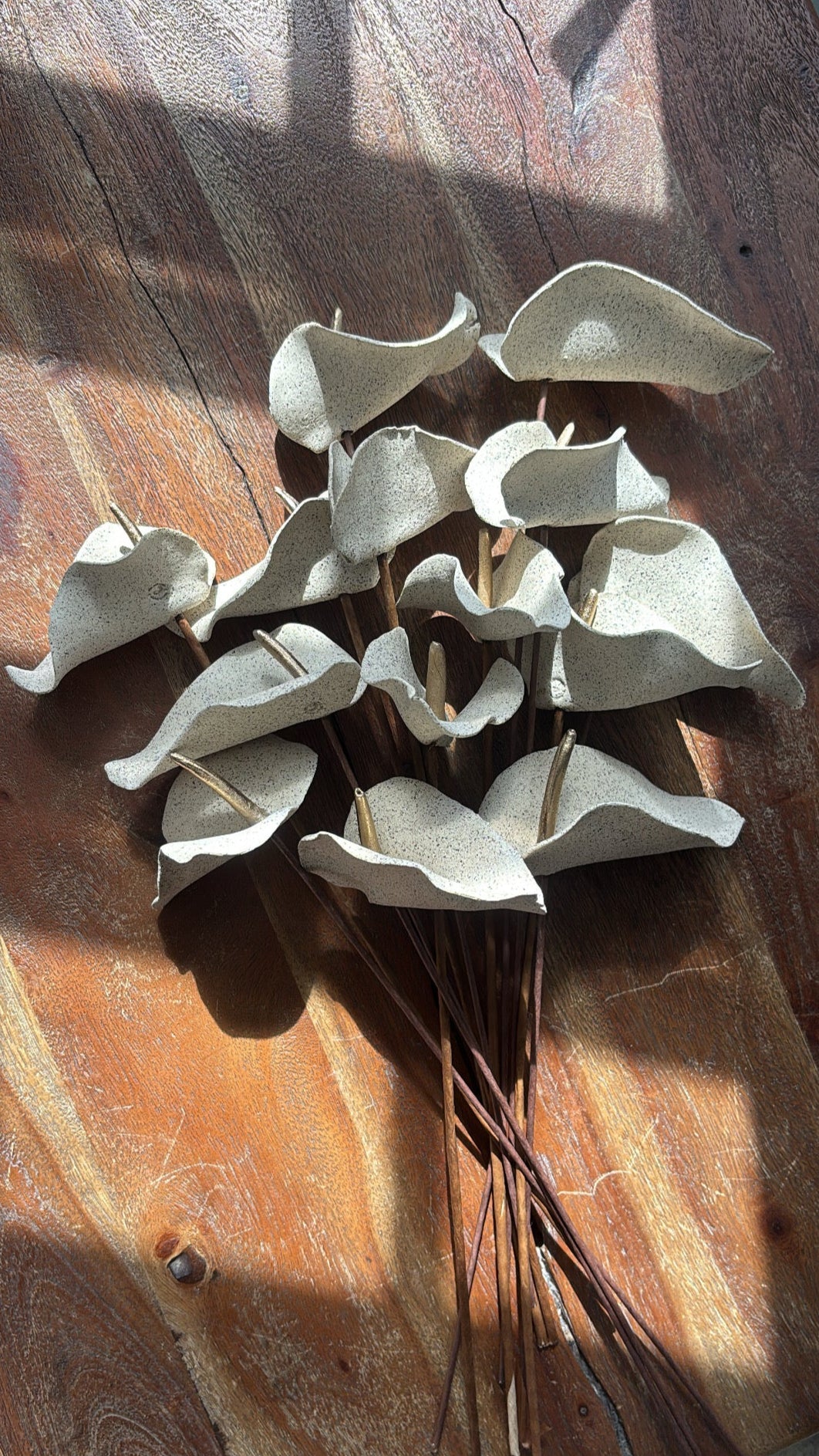 Baby Anthuriums