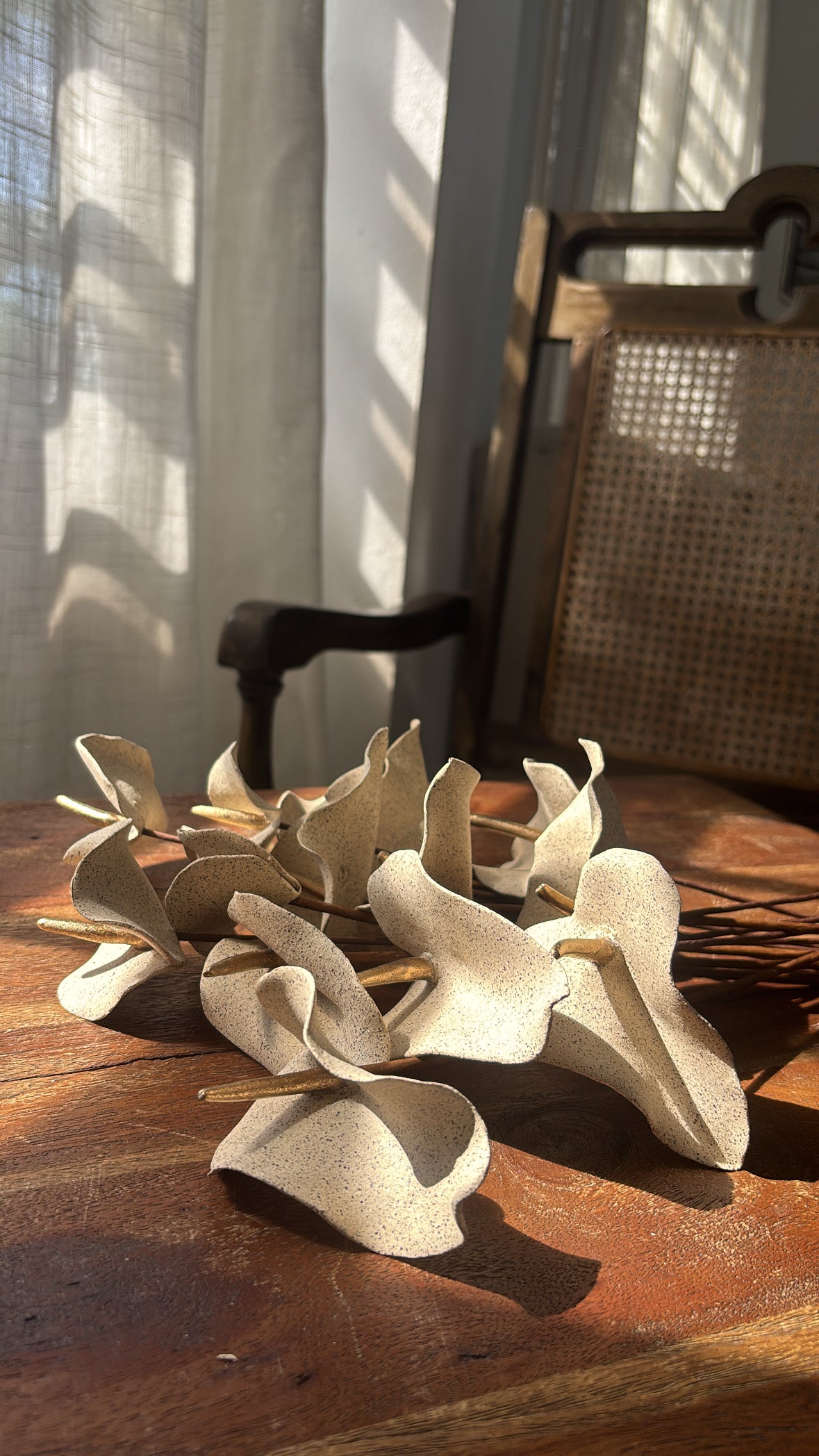 Baby Anthuriums
