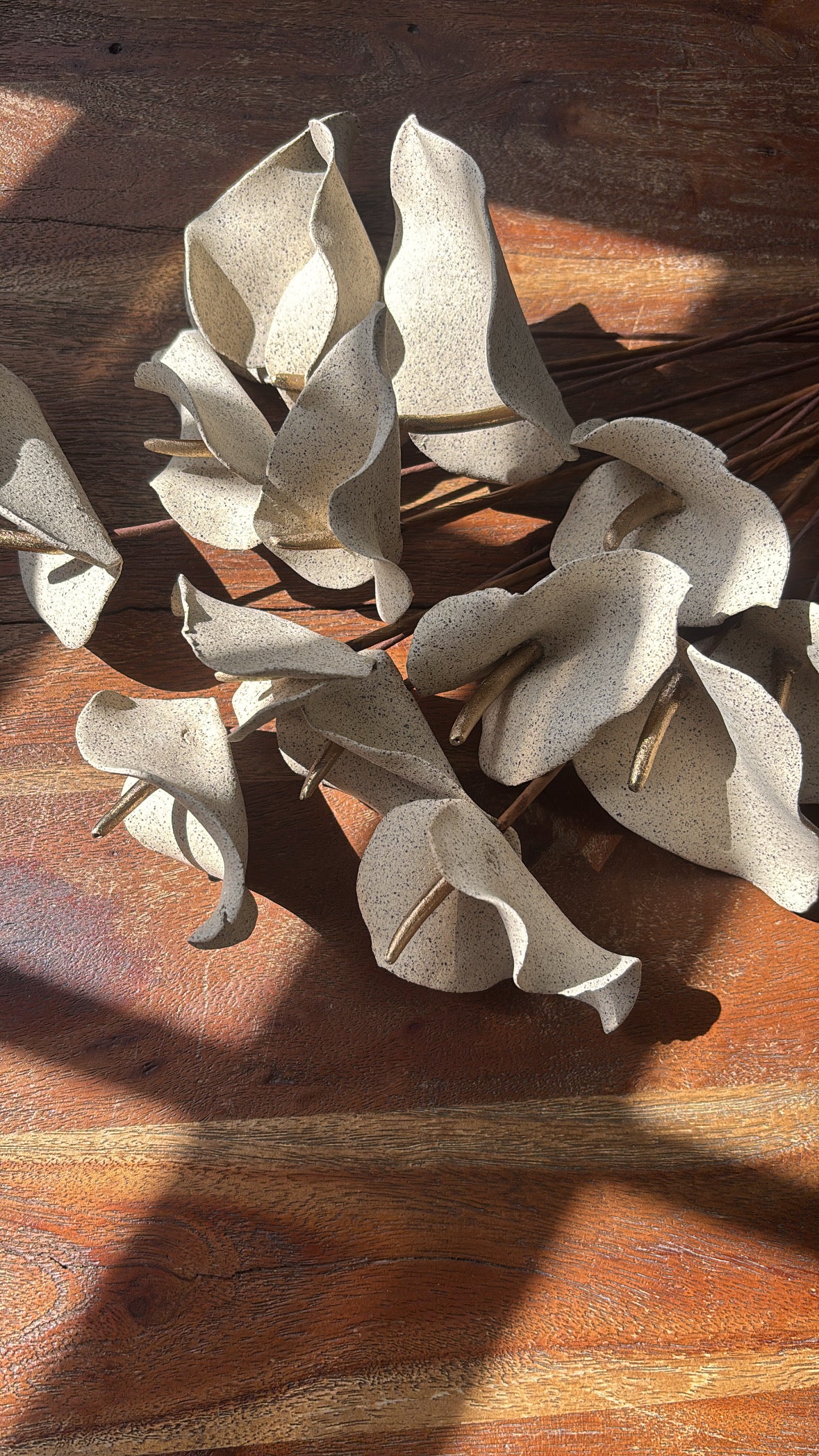 Baby Anthuriums